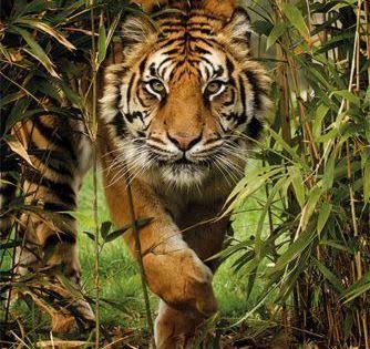 Sundarban Tour Guide : Basic Information