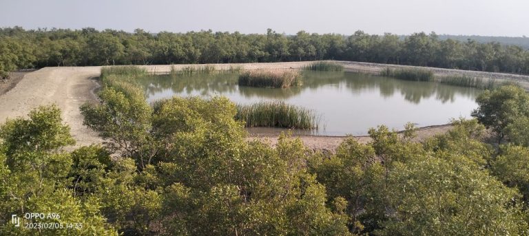 15 Best Things to Do in Sundarbans