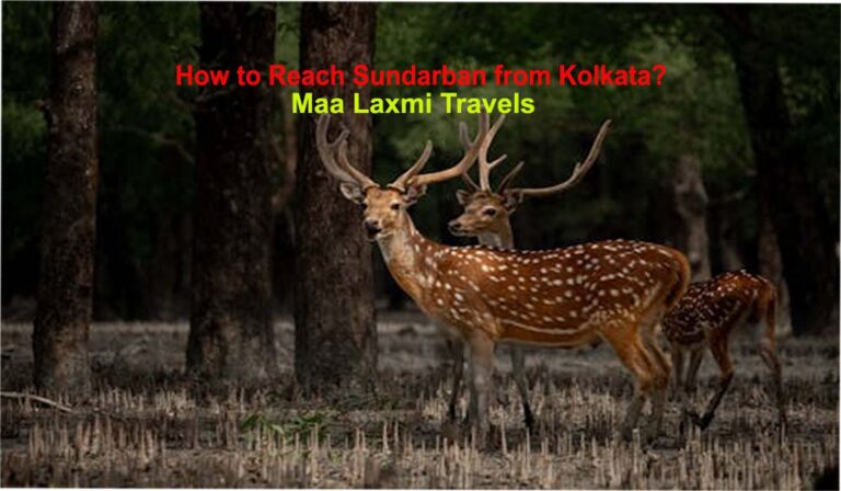 How to Reach Sundarban from Kolkata?